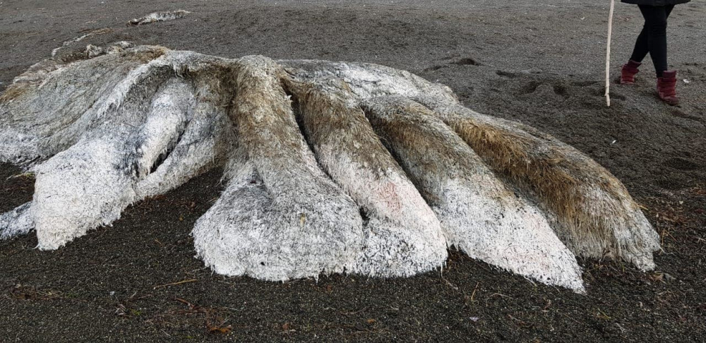 Невиждано досега космато чудовище с дълга опашка бе изхвърлено на брега от морска буря (ВИДЕО)
