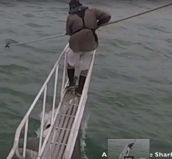 Учен преживя истински ужас, когато бе нападнат от 5-метрова акула (ВИДЕО)