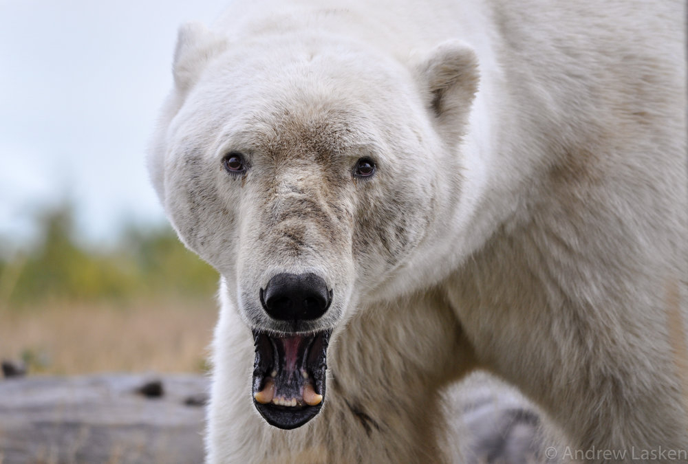 Див екшън! Учени се бориха с полярна мечка, за да спасят мамут на 50 000 години (СНИМКИ)