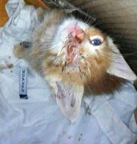 Изроди тровят брутално живи котенца в Бургас (СНИМКА 18+)