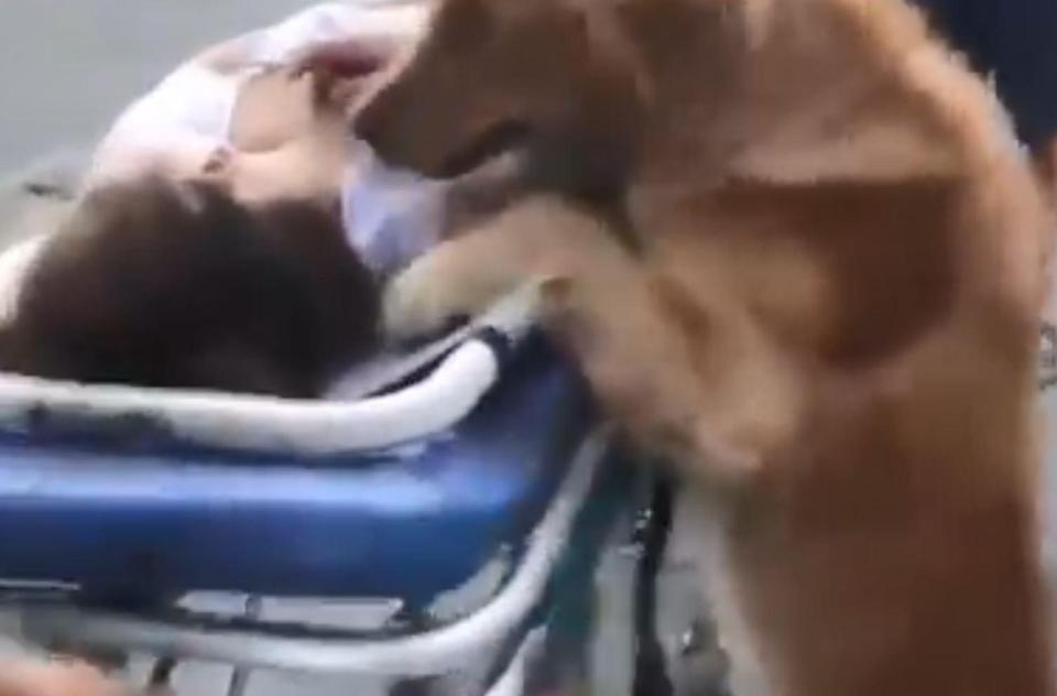 Вярно куче отказа да остави припадналата си стопанка и я последва в линейката (ВИДЕО)