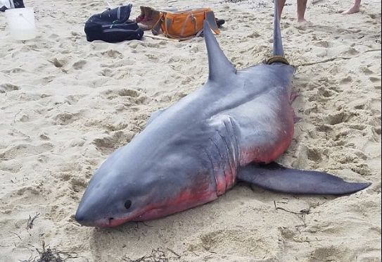 Трупът на мъртва акула канибал порази експертите (СНИМКИ)