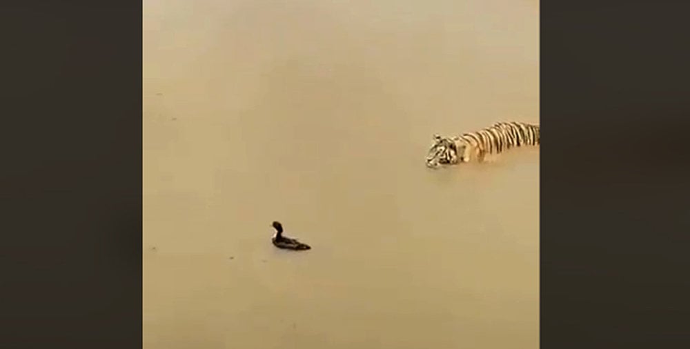 Находчива патица измами опасен тигър (ВИДЕО)
