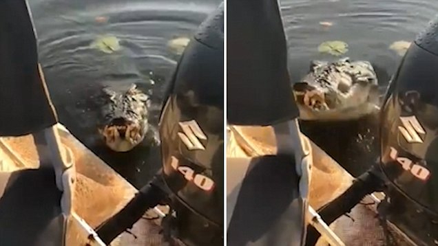 Крокодил скочи в лодка с рибари (СНИМКИ/ВИДЕО)