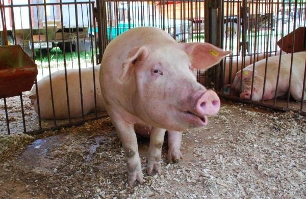 БАБХ предприе допълнителни мерки за превенция на африканската чума по свинете