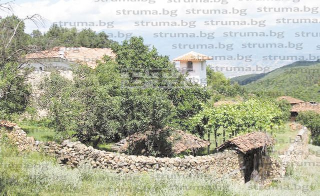 Невиждани в цяла България целебни дръвчета, израснаха в струмянишко село с трима жители! (СНИМКИ)