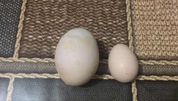 Жена намери в курника си огромно яйце! Това, което видя вътре, ще ви изуми (ВИДЕО)
