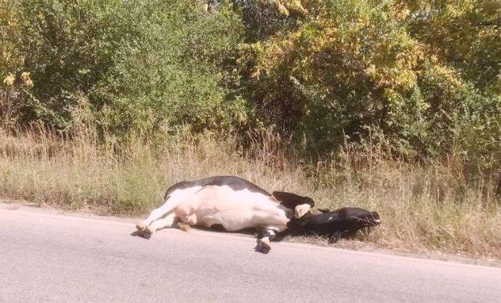 Хисарчани бесни: Крави на пътя, десета катастрофа едва не уби баща и син (СНИМКИ)