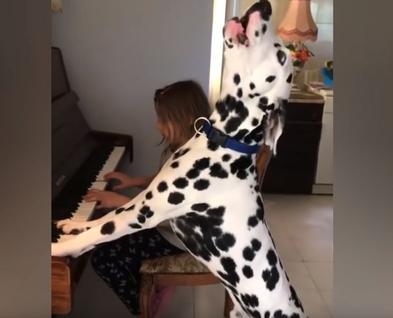 Далматинец от Банкя стана световен хит: Пее и свири на пиано (ВИДЕО)