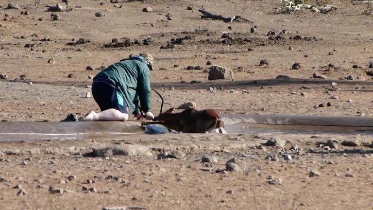 Турист спаси антилопа, заседнала в кална яма (ВИДЕО)