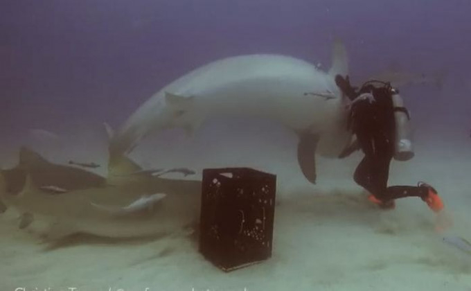 Уникално ВИДЕО! Този водолаз хипнотизира акула
