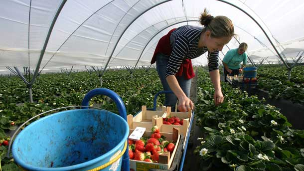 Важна новина за сезонните берачи на ягоди във Великобритания след Брекзит