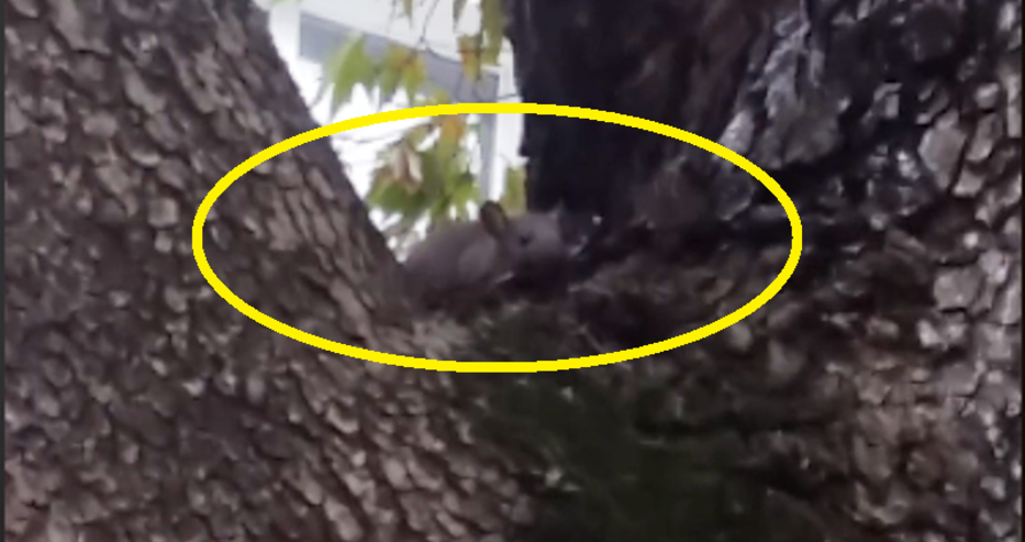 Еволюция или... Мишки дебнат от клоните на дърветата във Варна (ВИДЕО)