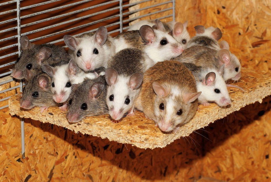 Лабораторни мишки живеят по-дълго благодарение на хранене веднъж на ден
