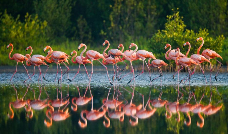 Фламингото се ражда със сиво оперение. Защо тогава е розово?