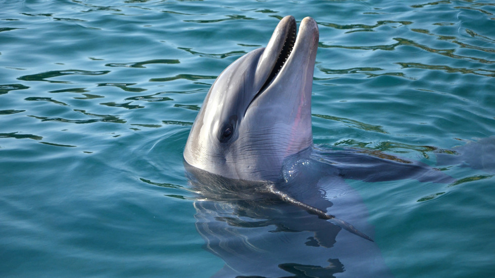 Почина най-възрастният делфин, отглеждан в зоопарк