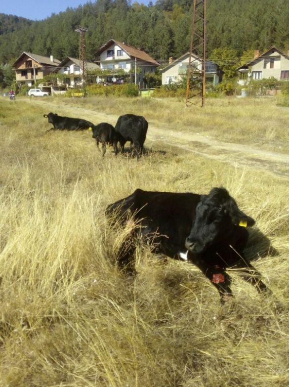 Пожарникари спасяваха крави и телета, попаднали във воден капан край Белово (СНИМКИ)