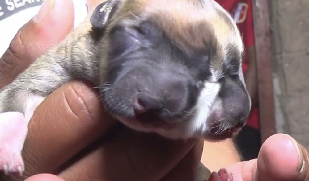 "Изчадие на Сатаната": В Перу се роди куче с две глави (ВИДЕО)