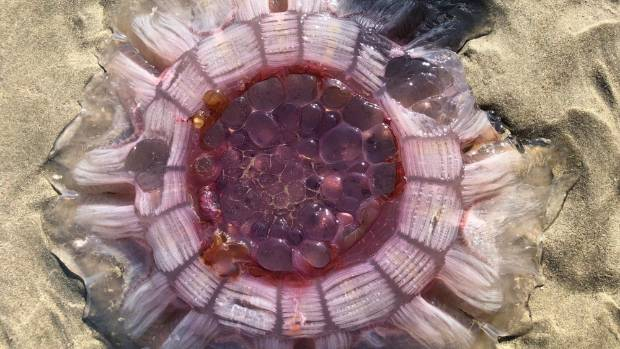 Океанът изхвърли гигантско пулсиращо розово същество край бреговете на Нова Зеландия (СНИМКИ)