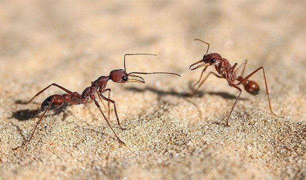 Изумително ВИДЕО как мравки носят огромна змия счупи рекорд по гледания в мрежата
