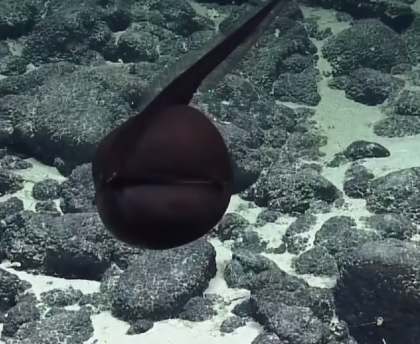 Невиждано чудовище с огромна уста откриха на дъното на океана (ВИДЕО)