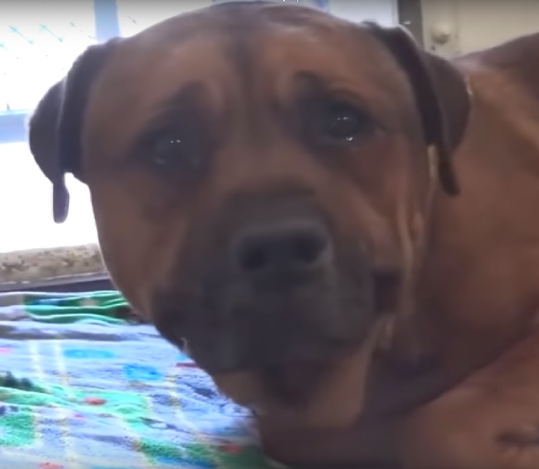 Предано куче заплака, след като разбра, че са го изоставили (ВИДЕО)