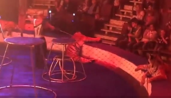 Страховито ВИДЕО! Тигър се срина по време на представление в цирка и изпадна в конвулсии