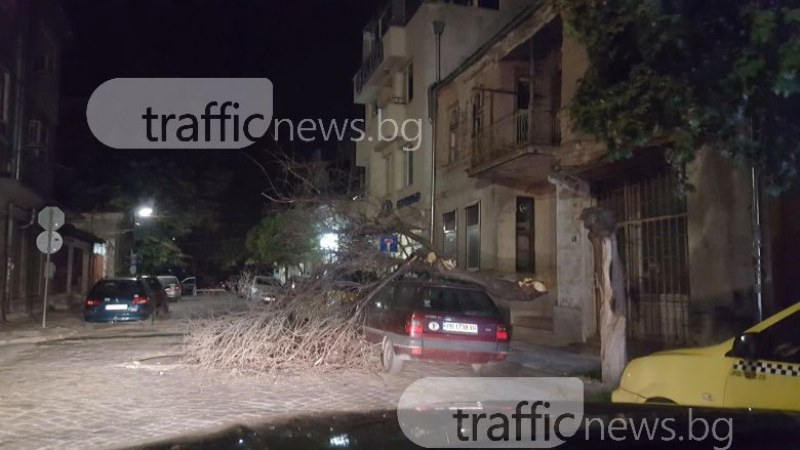 Силния вятър повали дърво върху автомобил в Пловдив (СНИМКА)