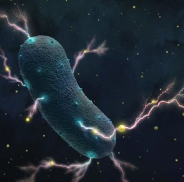 Каква е удивителната тайна на чревните бактерии