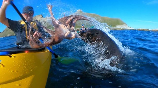 Чудо невиждано! Тюлен заби шамар на мъж с октопод (ВИДЕО)