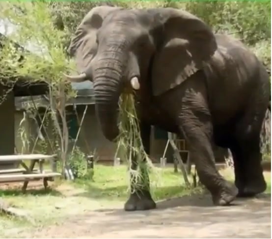 Слон нападна и уби германска туристка в Зимбабве (ВИДЕО)