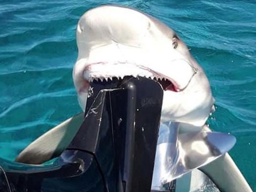 120-сантиметрова акула опита да изяде двигателя на рибарска лодка (ВИДЕО)