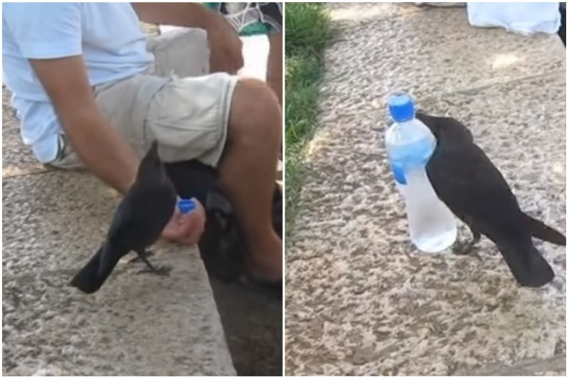 Невероятно умна птица кацна до хора в парка и помоли за вода (ВИДЕО)