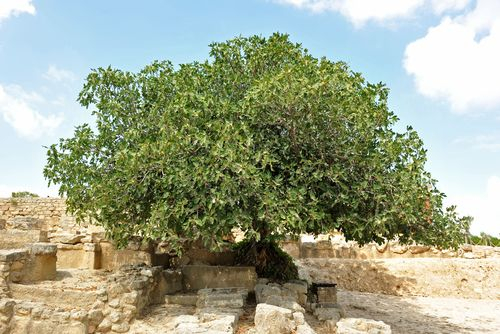 Невероятно, но факт: От семе в стомаха на труп изникна дърво и помогна за разкриването на убийство в Кипър