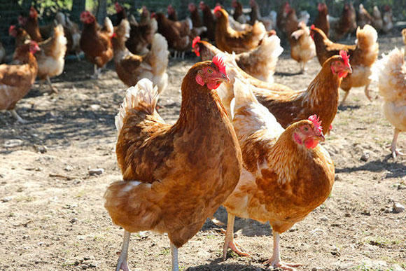 БАБХ констатира първично огнище на заболяването Инфлуенца по птиците в село Манолско Конаре 