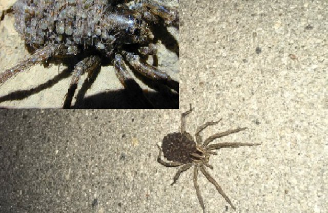 Страховити тарантули изпълзяха изпод земята и плъзнаха из Пловдив, хората питат опасни ли са (СНИМКА)