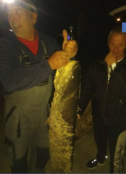 Големият специалист по сомове и риби извади истинско чудовище от Дунав (СНИМКИ)