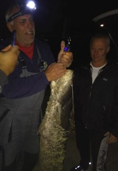 Големият специалист по сомове и риби извади истинско чудовище от Дунав (СНИМКИ)