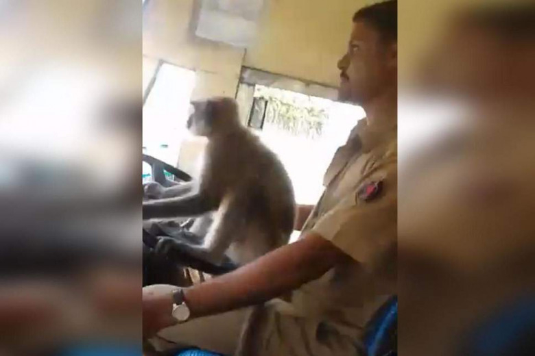 Индиец даде на маймуна да шофира автобуса му, ето какво се случи (ВИДЕО)