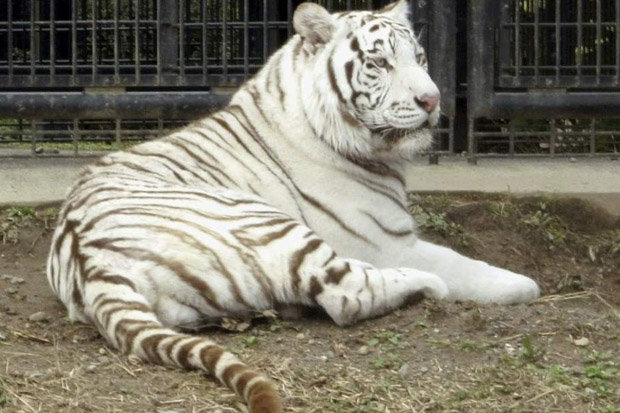 Двуметров бял тигър прегриза гърлото на работник в зоопарк и го уби 