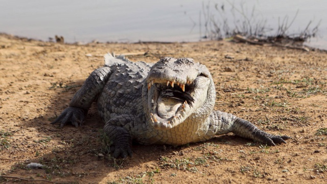 Огромен крокодил замъкна леопард във водата и го изяде (ВИДЕО)