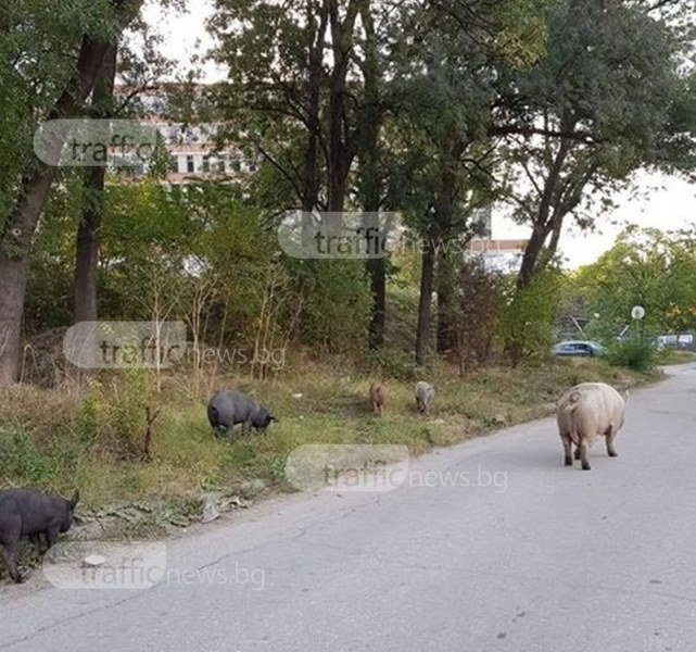 Свинщина до Окръжна болница в Пловдив, но хората се снимат с нея (СНИМКИ)