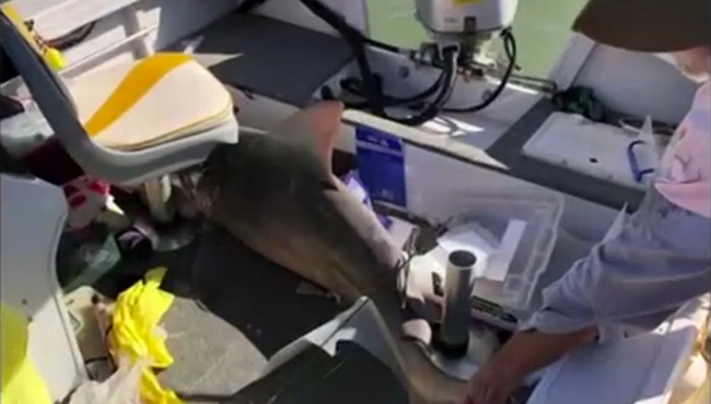 Акула скочи в лодката на семейство туристи