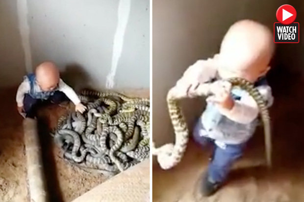 Шокиращо! Малко дете си играе с купчина опасни змии (ВИДЕО)