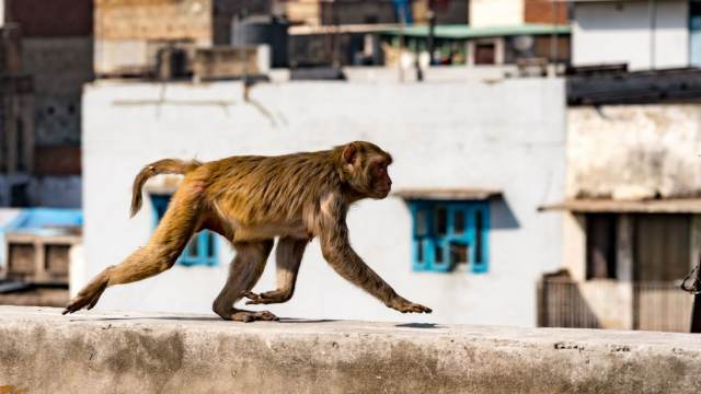 Фатален инцидент: Маймуни убиха мъж с тухли 