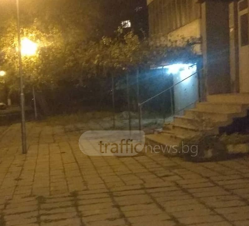 Неочаквана гостенка обикаля между блоковете в Пловдив (СНИМКИ)