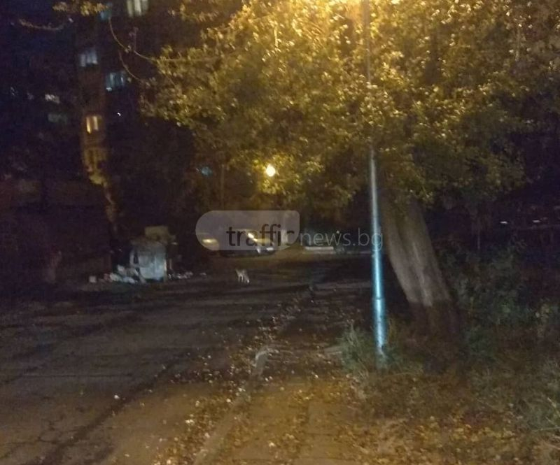 Неочаквана гостенка обикаля между блоковете в Пловдив (СНИМКИ)