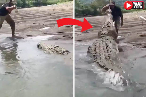 Вижте как идиот се бъзика с най-големия крокодил в света (ВИДЕО)