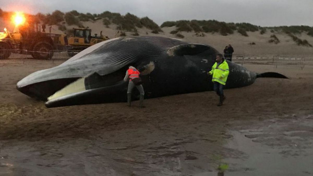 Морето изхвърли 35-тонно чудовище на белгийското крайбрежие (СНИМКИ/ВИДЕО)