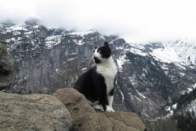 Котка-спасител измъкна младеж от сигурна смърт в Алпите 